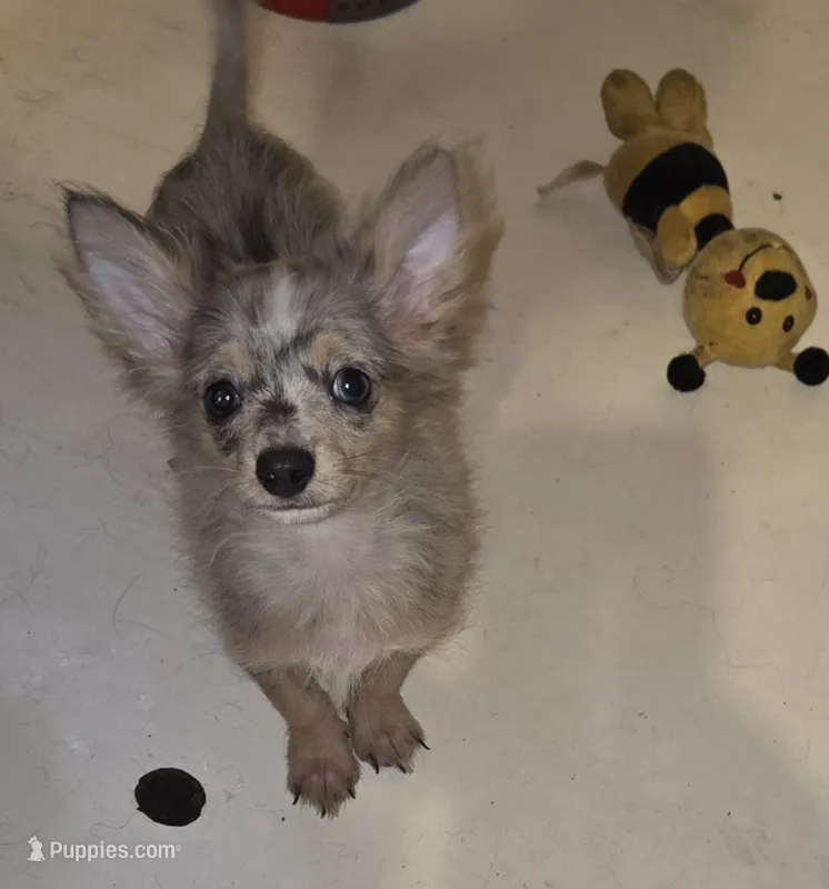 Fancy 1 – Chihuahua, Pomeranian puppy for sale in Winchester, VA