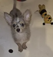 Fancy 1, a male Chihuahua and Pomeranian for sale in Winchester, VA – 1 of 2