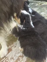 Mila 1, a male Australian Shepherd for sale in Winchester, VA – 4 of 6