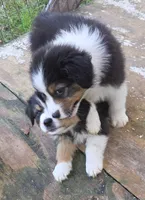 Mila 2, a female Australian Shepherd for sale in Winchester, VA – 6 of 7