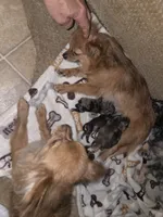 Mimi 3, a female Chihuahua and Pomeranian for sale in Cross Junction, VA – 8 of 8