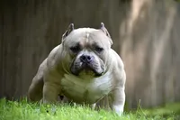 Fawn Male, a male American Bully for sale in Akron, NY – 2 of 3