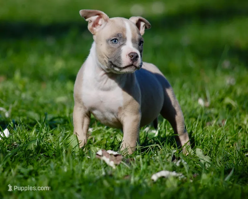 Blue Fawn Female  – American Bully puppy for sale in Akron, NY