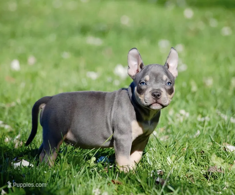 Blue Tri Female – American Bully puppy for sale in Akron, NY