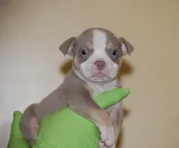 Lilac Tri Male, a male American Bully for sale in Akron, NY – 1 of 3