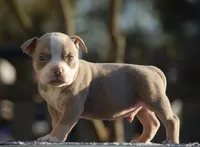 Lilac Tri Male, a male American Bully for sale in Akron, NY – 3 of 3