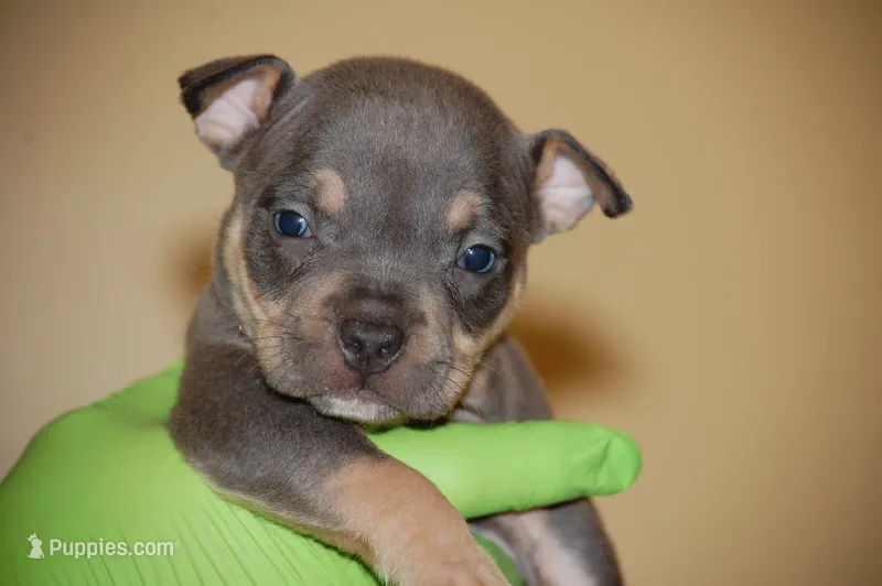 Blue Tri Female – American Bully puppy for sale in Akron, NY