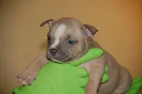 Blue Fawn Female 2, a female American Bully for sale in Akron, NY – 1 of 2