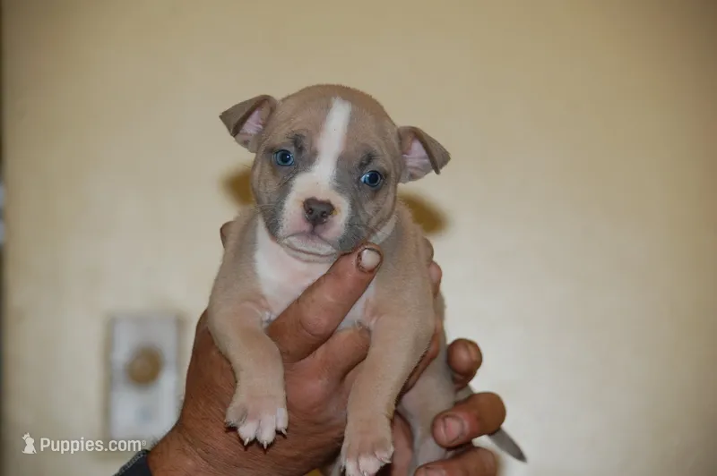 Blue Fawn Female  – American Bully puppy for sale in Akron, NY