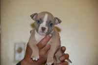 Blue Fawn Female , a female American Bully for sale in Akron, NY – 1 of 2