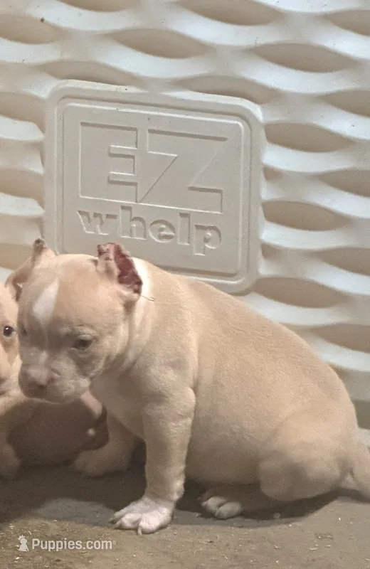 Fawn Male – American Bully puppy for sale in Akron, NY