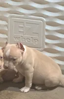 Fawn Male, a male American Bully for sale in Akron, NY – 1 of 3