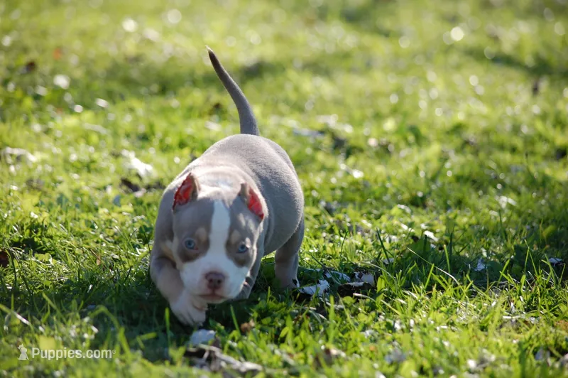 Lilac Tri Male – American Bully puppy for sale in Akron, NY