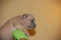 Blue Fawn Female 2, a female American Bully for sale in Akron, NY – 2 of 2