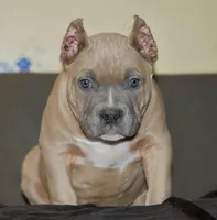 Male bully, a male American Bully for sale in Akron, NY – Photo 2 of 4