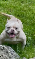 Fawn Male, a male American Bully for sale in Akron, NY – 3 of 3