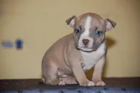 Blue Fawn Female , a female American Bully for sale in Akron, NY – 2 of 2