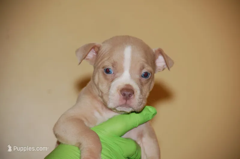 Fawn Female – American Bully puppy for sale in Akron, NY