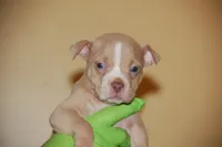 Fawn Female, a female American Bully for sale in Akron, NY – 1 of 1