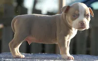 Lilac Tri Male, a male American Bully for sale in Akron, NY – 2 of 3