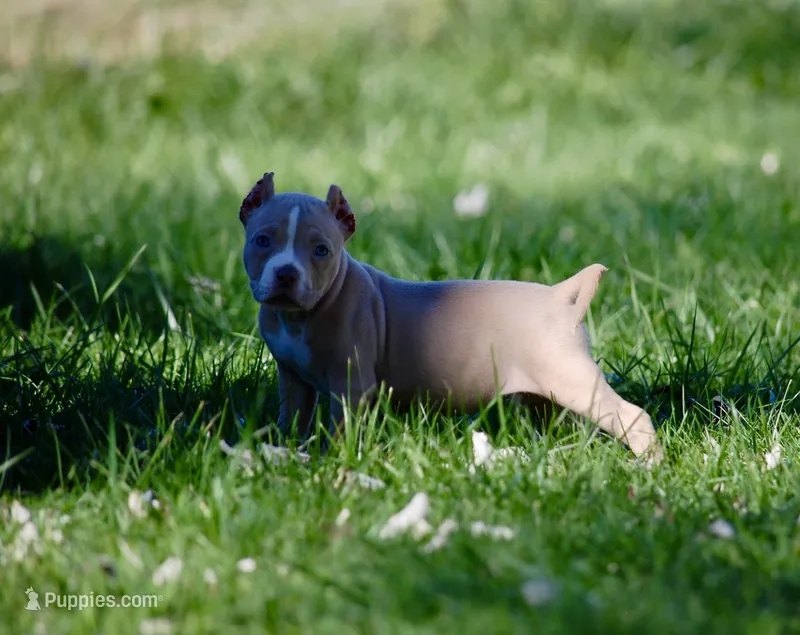 Fawn Female – American Bully puppy for sale in Akron, NY