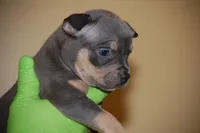 Blue Tri Female, a female American Bully for sale in Akron, NY – 2 of 3