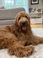 Thatcher, a male Goldendoodle for sale in Burlington, MA – 4 of 8