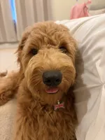 Thatcher, a male Goldendoodle for sale in Burlington, MA – 2 of 8