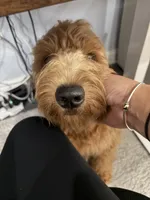 Thatcher, a male Goldendoodle for sale in Burlington, MA – 3 of 8
