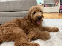 Thatcher, a male Goldendoodle for sale in Burlington, MA – 7 of 8