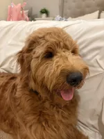 Thatcher, a male Goldendoodle for sale in Burlington, MA – 6 of 8
