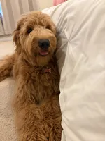 Thatcher, a male Goldendoodle for sale in Burlington, MA – 5 of 8