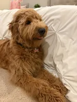 Thatcher, a male Goldendoodle for sale in Burlington, MA – 8 of 8