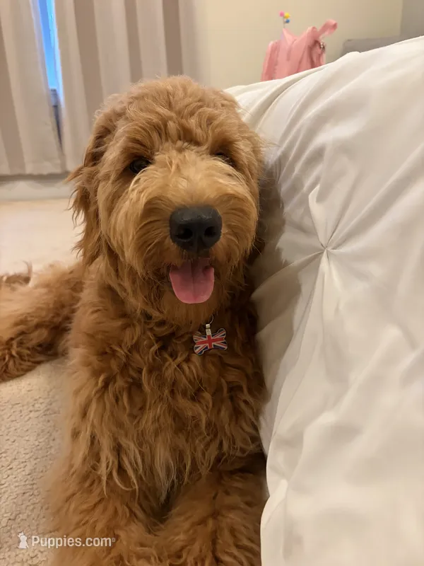 Thatcher – Goldendoodle puppy for sale in Burlington, MA
