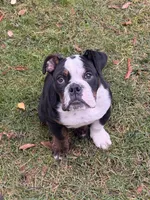 Mr Biggles, a male English Bulldog for sale in Santa Clara, CA – Photo 2 of 5