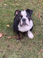 Mr Biggles, a male English Bulldog for sale in Santa Clara, CA – Photo 4 of 5