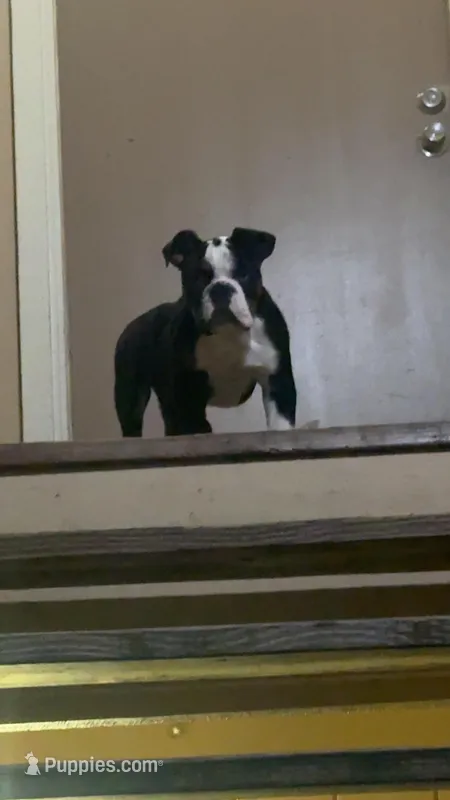 Mr Biggles – English Bulldog puppy for sale in Santa Clara, CA