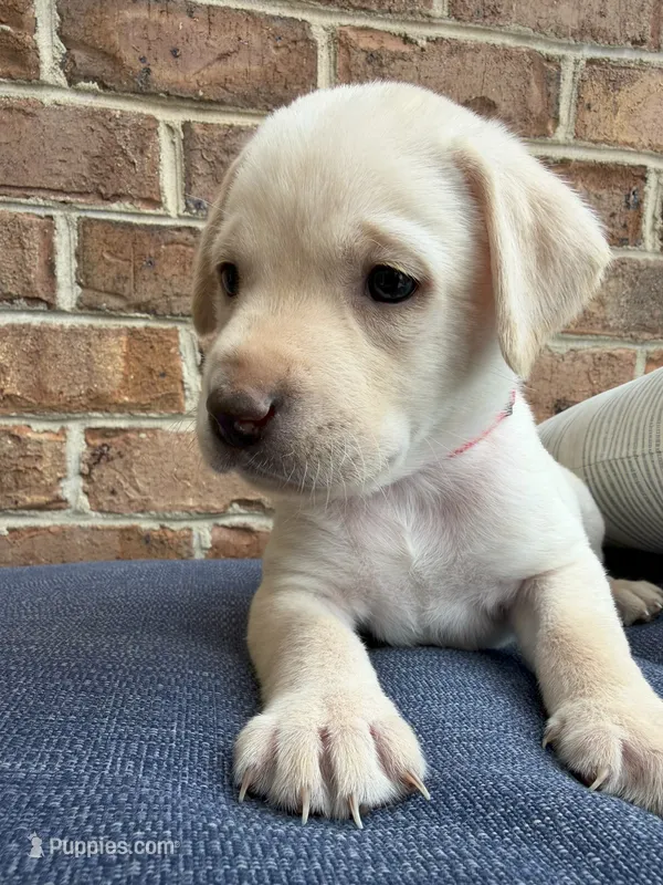 Male - Yellow (Red Collar)  – Labrador Retriever puppy for sale in Waxhaw, NC