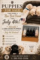 Female - Yellow 1, a female Labrador Retriever for sale in Waxhaw, NC – 3 of 10