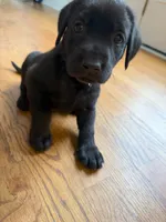 Female Black (Purple Collar) , a female Labrador Retriever for sale in Waxhaw, NC – 1 of 10