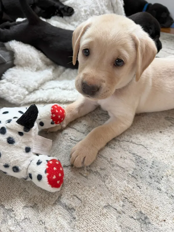 Female - Yellow (Forest Green Collar) – Labrador Retriever puppy for sale in Waxhaw, NC