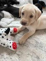 Female - Yellow (Forest Green Collar), a female Labrador Retriever for sale in Waxhaw, NC – 1 of 10