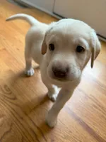 Male - Yellow (Carolina Blue), a male Labrador Retriever for sale in Waxhaw, NC – 1 of 10