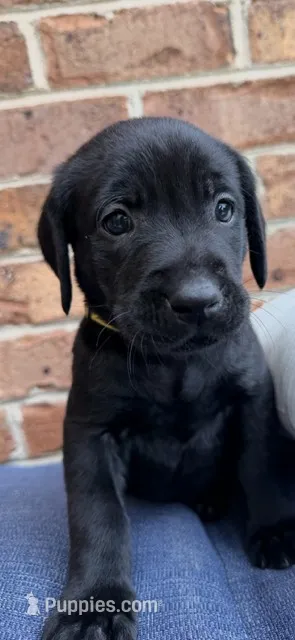 Female- Black (Yellow Collar)  – Labrador Retriever puppy for sale in Waxhaw, NC