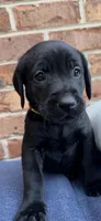 Female- Black (Yellow Collar) , a female Labrador Retriever for sale in Waxhaw, NC – 1 of 9