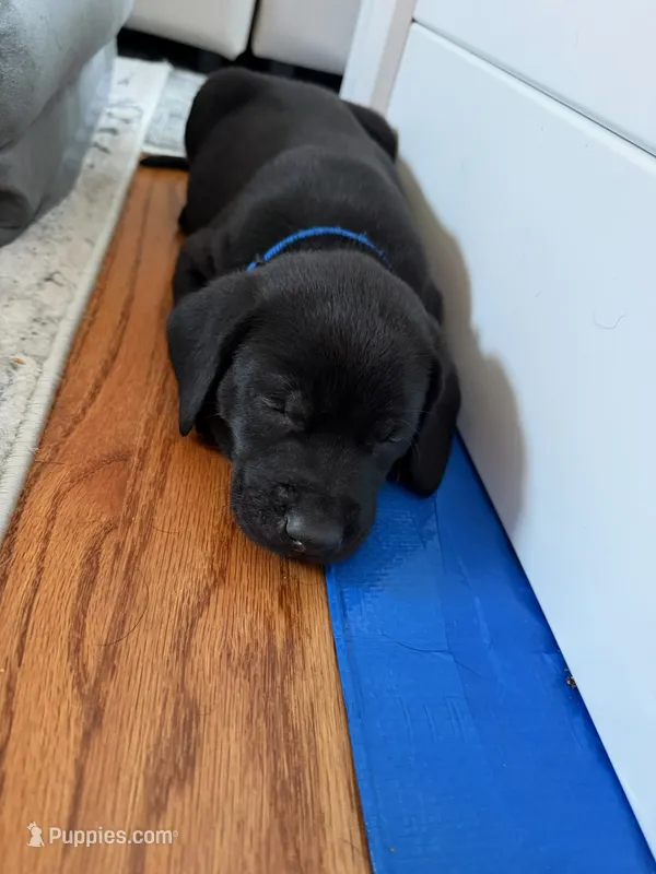 Male - Black (Royal Blue Collar) – Labrador Retriever puppy on hold in Waxhaw, NC