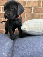 Female - Black (Orange Collar) , a female Labrador Retriever for sale in Waxhaw, NC – 1 of 10