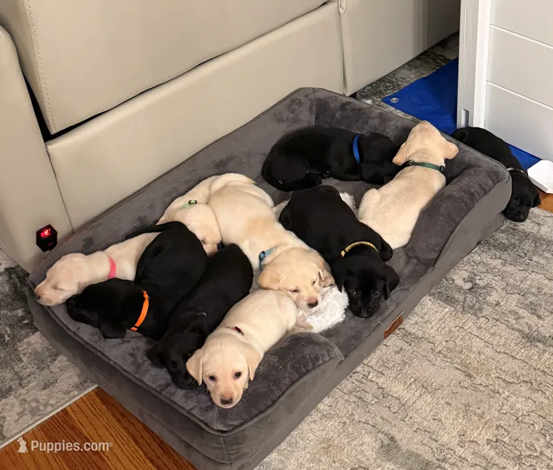 Male - Yellow 1 – Labrador Retriever puppy for sale in Waxhaw, NC