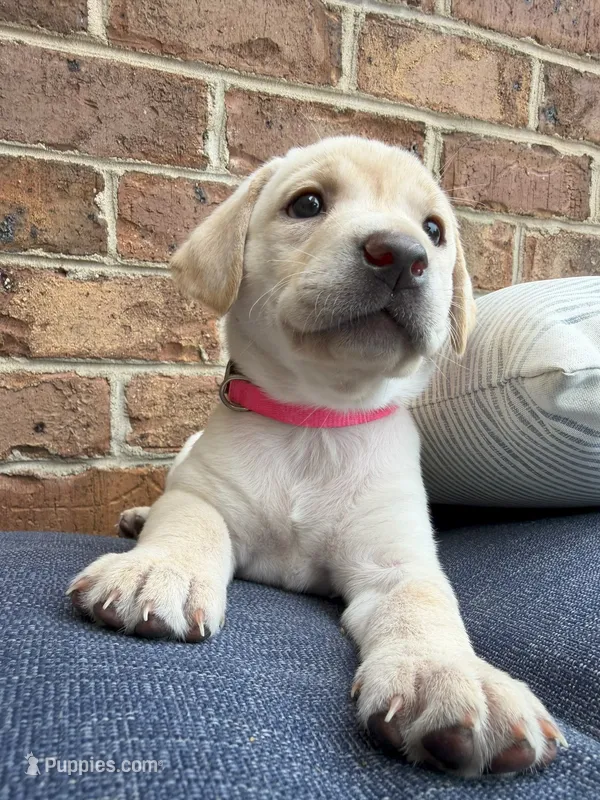 Female - Yellow (Pink Collar)  – Labrador Retriever puppy on hold in Waxhaw, NC