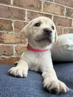 Female - Yellow (Pink Collar) , a female Labrador Retriever for sale in Waxhaw, NC – 1 of 10